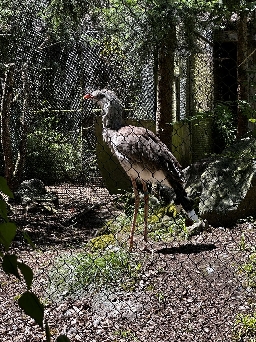 Staplehead1775's tweet photo. more zoo https://t.co/zmLMlXBGIq
