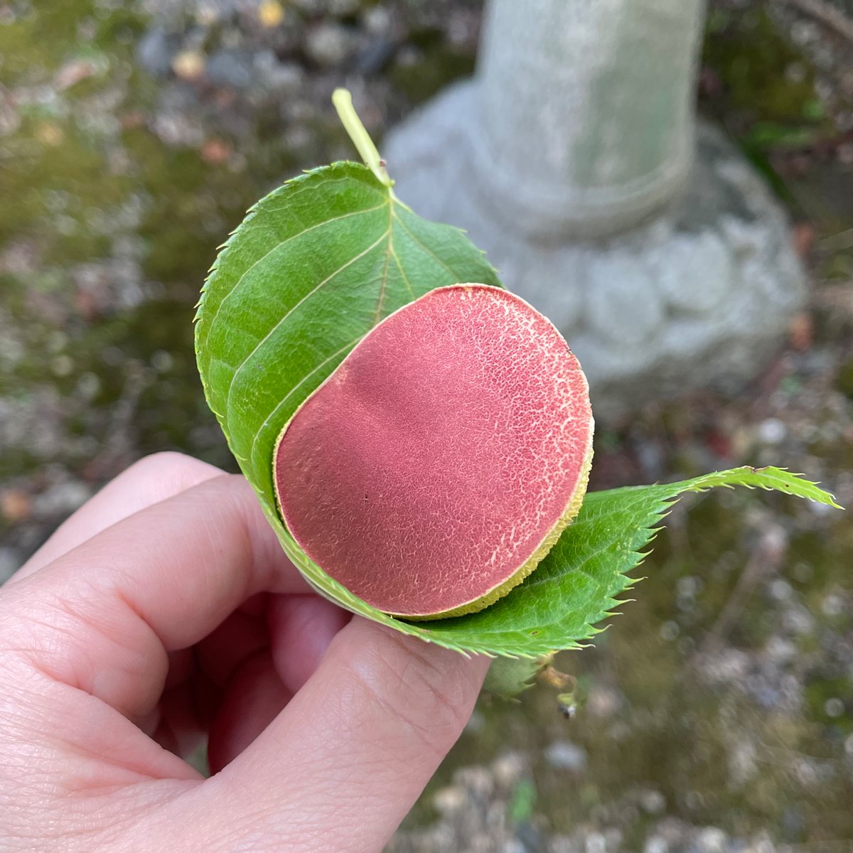 おばけキノコ ドラクエウォーク】おばけキノコのこころSの性能と必要個数｜もうどく