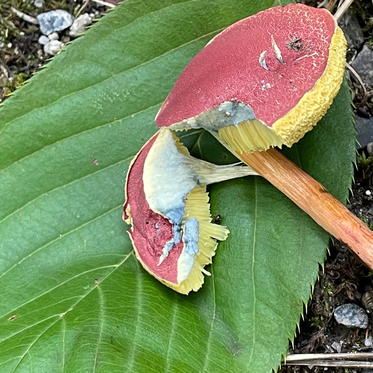 おばけキノコ スマイルスライム モンスターぬいぐるみ おばけキノコ | スクウェア