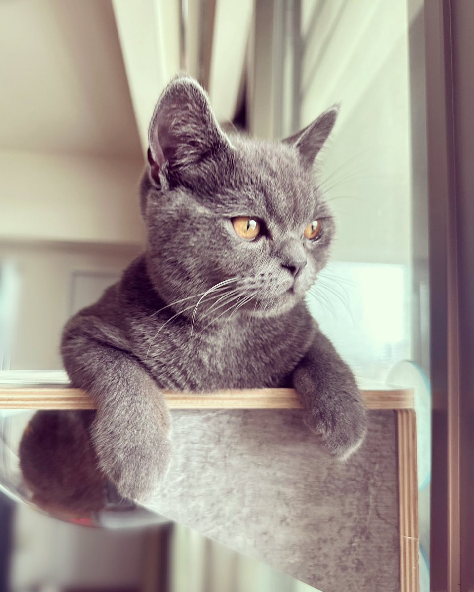 tentative_neko's tweet photo. ネコ思う、故にネコあり。ばろを
Cats think, therefore cats are.
#ブリティッシュショートヘア #ブリティッシュショートヘアー #britishshorthair #bsh #ブリショー #ブリショ #猫 #ねこ #cat #我思う故に我あり #ithinkthereforeiam #デカルト #descartes #哲学 #philisophie #哲学者 #philosopher https://t.co/a7kGcLkqL7