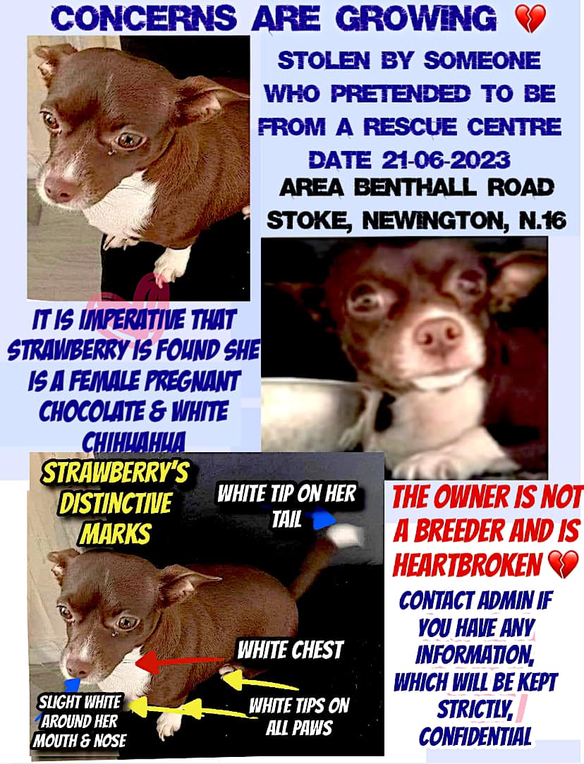 URGENT please retweet to help find Strawberry 
 She is PREGNANT🌟🌟🌟🌟🌟

 #CHIHUAHUA STOLEN  from #CommonEndRoad #StokeNewington #London #N16 

DETAILS 👇
doglost.co.uk/dog-blog.php?d… #MissingDog #StolenDog