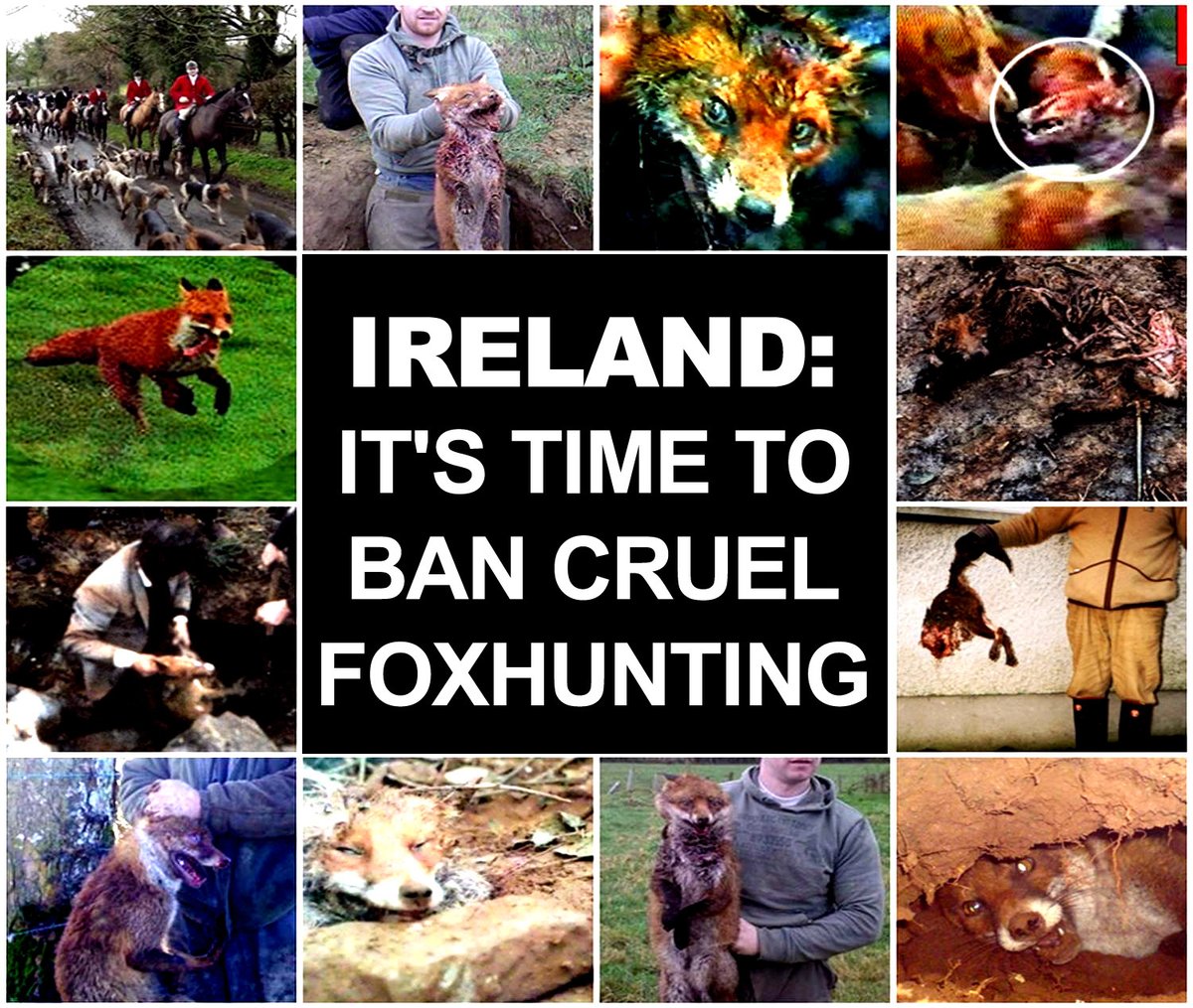 Marite on Twitter "RT banbloodsports Ireland It's time to ban