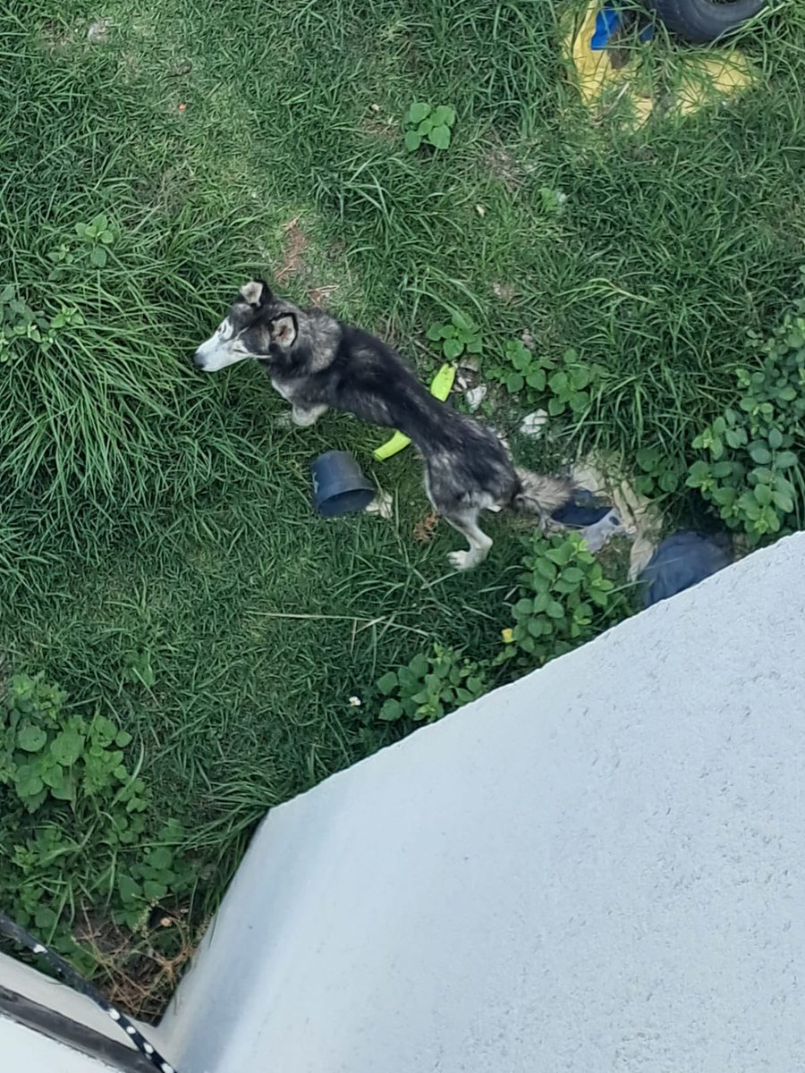 Polet_Espinosa's tweet photo. ⚠️ 🚨URGENTE: 🚨⚠️

@PueblaAyto @eduardorivera01 @AmbientePuebla 
En un departamento de la colonia Vicente Guerrero tienen a unos perritos en situación extremadamente crítica,  incluso uno ya está muerto y los dueños de la casa no responden por ellos. 

Ayuda urgente por favor! https://t.co/ahIPR30glA