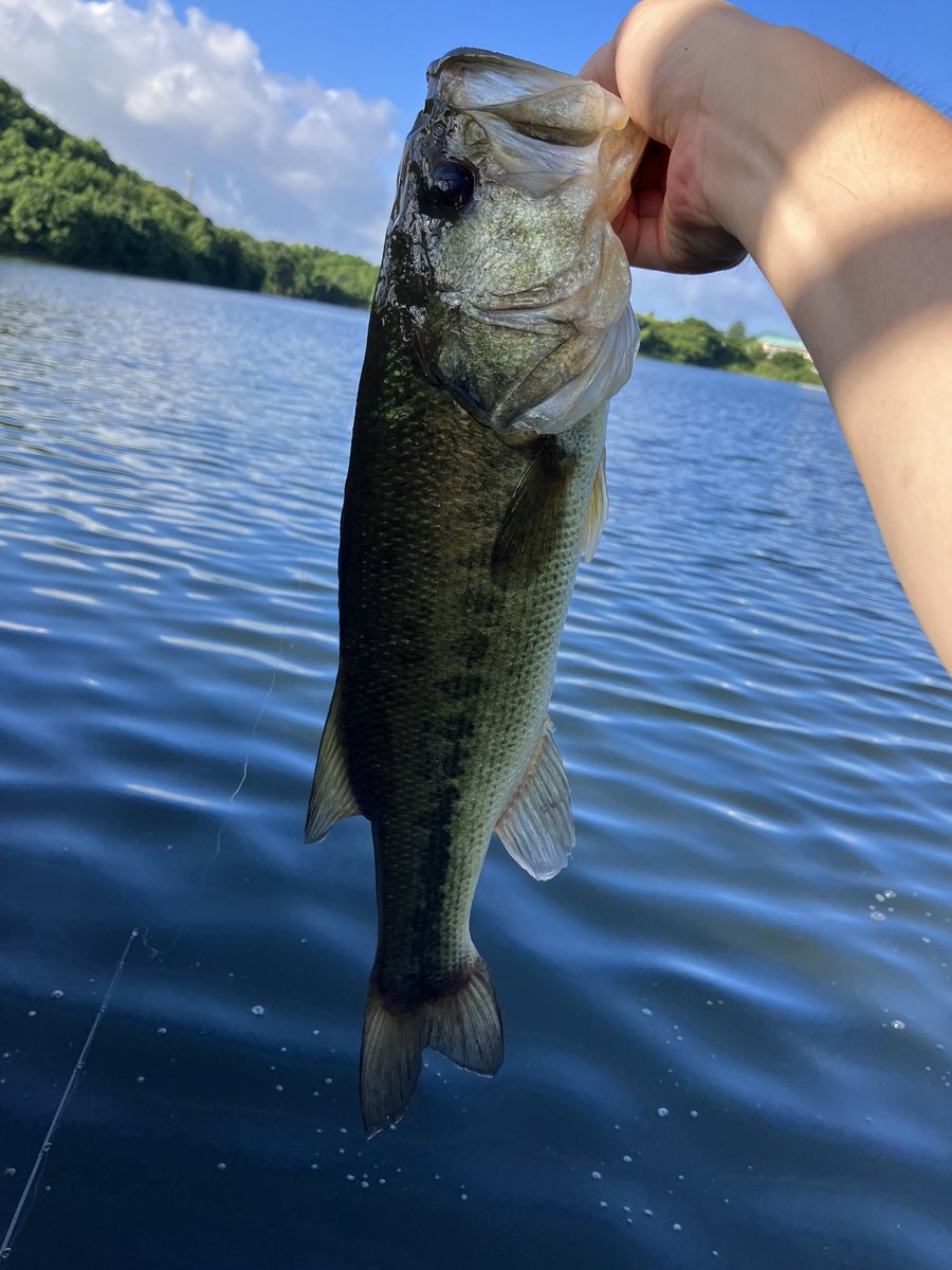 hamaklash's tweet photo. 三年振り?の薩摩湖
朝一デカハネ、タイニー不発
ならばとデスアダー中層ミドストでググッと!
44.5cmのナイスバスでした〜
やっぱ薩摩湖が好きだわ〜
#デプス
#deps
#workingclasszero
#人多すぎ
#薩摩湖
#超絶ハイプレッシャー https://t.co/vTf8Z7M5YB