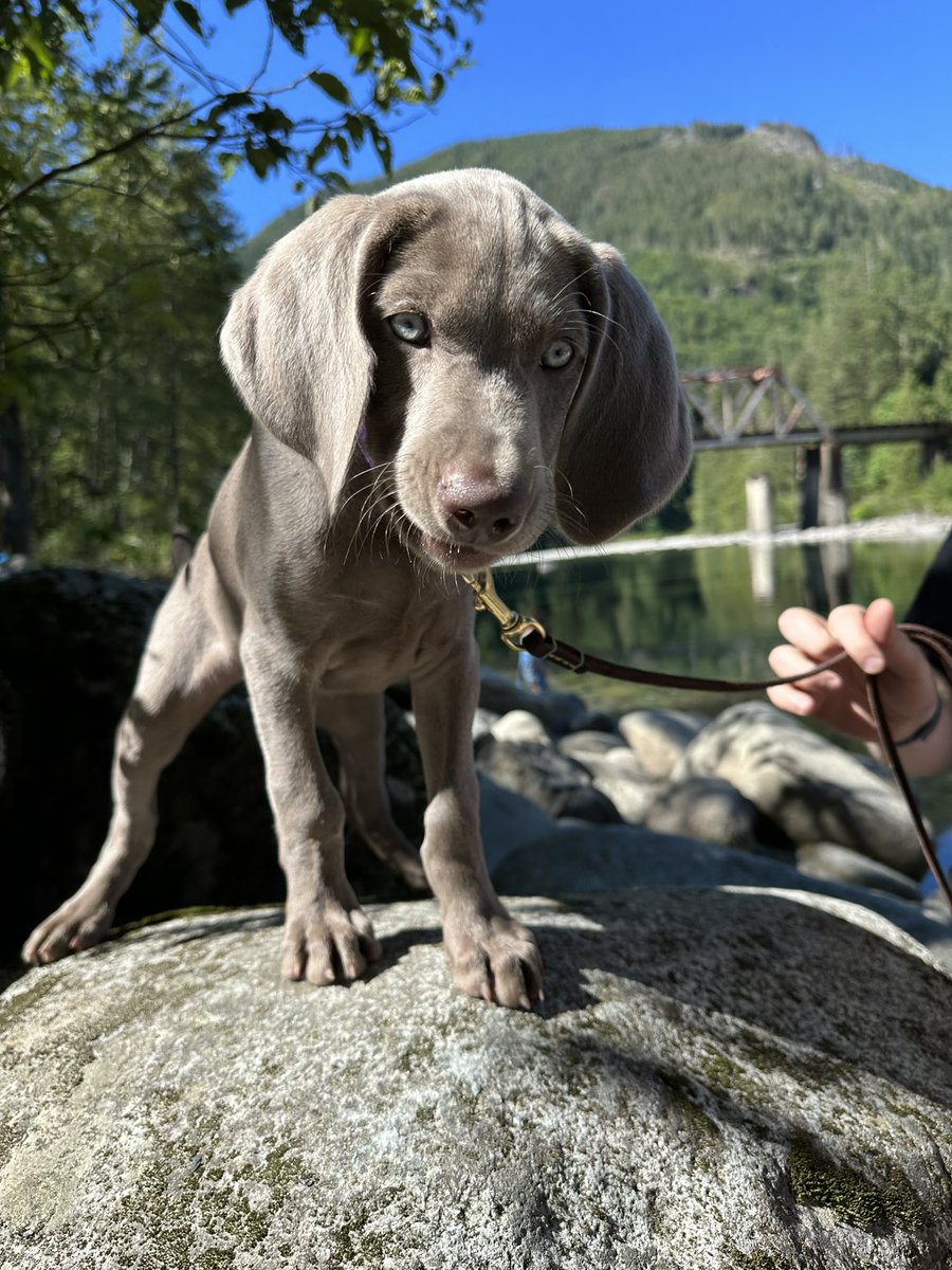 swazzleneuf tweet media