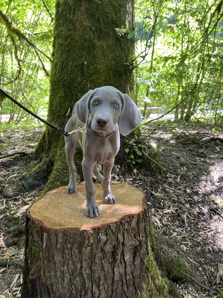 swazzleneuf tweet media