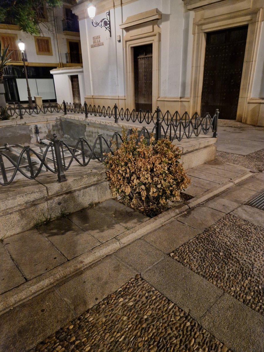 Los arbustos de la plaza de la Concordia están secándose. O se soluciona o dentro de poco estarán muertos <a href="/Ayto_Sevilla/">Ayuntamiento de Sevilla</a> <a href="/amideanr/">Amidea Navarro</a> <a href="/ElGiraldilloSev/">Giraldillo</a> <a href="/ArbolesSevilla/">+verde=vida  🌈🌳🌳🌳🌳🌴🌳🌳🌳🌳</a> <a href="/denunciaSevilla/">Denuncia en Sevilla</a> <a href="/jlsanzalcalde/">José Luis Sanz</a>