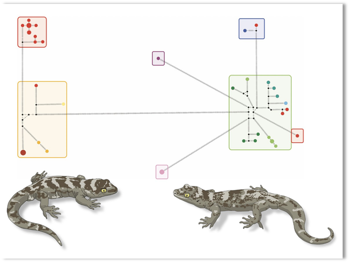 Nic Rawlence (@nic_rawlence_nz) on Twitter photo Going to <a href="/Genetics2023/">International Congress of Genetics 2023</a> & want to learn about palaeogenomics. Come & see my invited talk in Rm203 at 2.30pm tomorrow, as well as many other fascinating #ancientDNA talks from <a href="/mitoPR/">Dr. Maria A Nieves-Colón</a>, <a href="/michel_knapp/">Michael Knapp</a>, <a href="/Lubbe_P/">Pascale Lubbe</a>, <a href="/cjcollins_nz/">Catherine Collins</a>, & Anna Gosling - with <a href="/MatisooSmith/">Lisa Matisoo-Smith</a> <a href="/otago/">University of Otago</a> <a href="/GeneticsOtago/">Genetics Otago</a> Going to <a href="/Genetics2023/">International Congress of Genetics 2023</a> & want to learn about palaeogenomics. Come & see my invited talk in Rm203 at 2.30pm tomorrow, as well as many other fascinating #ancientDNA talks from <a href="/mitoPR/">Dr. Maria A Nieves-Colón</a>, <a href="/michel_knapp/">Michael Knapp</a>, <a href="/Lubbe_P/">Pascale Lubbe</a>, <a href="/cjcollins_nz/">Catherine Collins</a>, & Anna Gosling - with <a href="/MatisooSmith/">Lisa Matisoo-Smith</a> <a href="/otago/">University of Otago</a> <a href="/GeneticsOtago/">Genetics Otago</a>