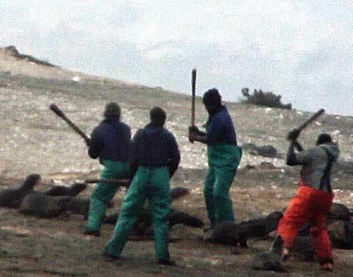 HarpSealsDotOrg's tweet photo. .@hagegeingob @NewsNamibian @MTCNamibia @namibiansun @NBCNamibia @TelecomNamibia @FNBNamibia @NamibiaUN This is #NamibiaToday...clubbing defenseless seals for their fur and...genitalia. #NambiaShame #cruel #brutal #senseless #useless #EndTheSealHunt4Good https://t.co/yWZ6ywiTti