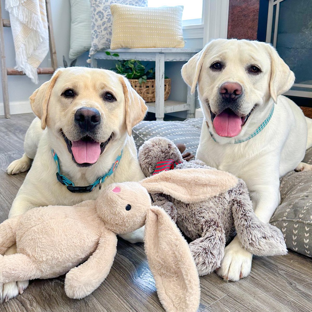 Labrador_lover4's tweet photo. #dogsandstuffedanimals #luvablelabsofinsta #smilingdogs #dogbirthdaycelebration #labradors_on_ig #yellowlabsofinstagram #samueltheyellowlab #sullytheyellowlab https://t.co/xcDUdHPWJo