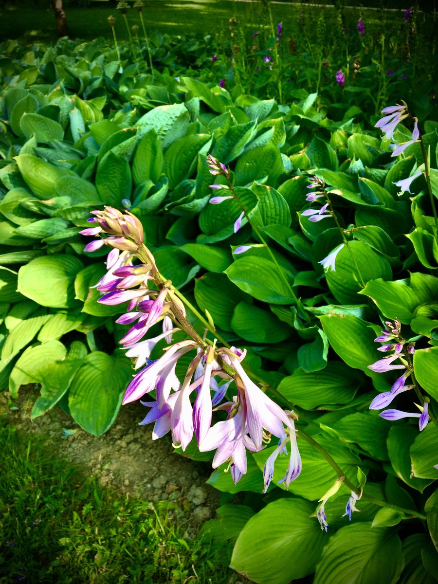 helip_j's tweet photo. Rauhallista pyhäpäivää twitter ystävät 💜 #Sunnuntai #Sunday #Heinäkuu #July #Kesä2023 💙💚🤍 #Aamen 🌿 https://t.co/zM4L8Y8sMO