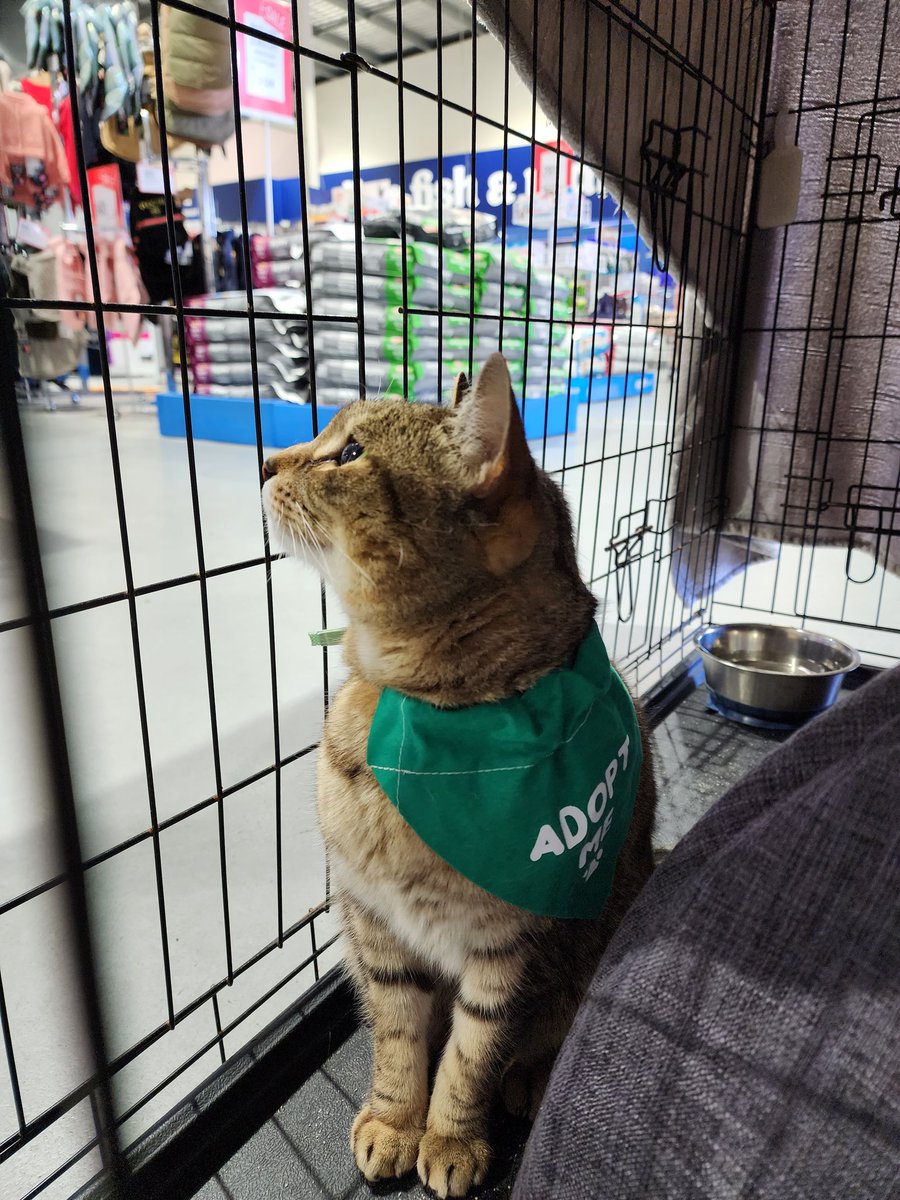 Come down to PetStock Anzac Avenue for kitty cuddles and a sausage. Odette is waiting to see you 💜😻 #LadyOdette
#StreetCatAllianceQueensland #AdoptDontShop