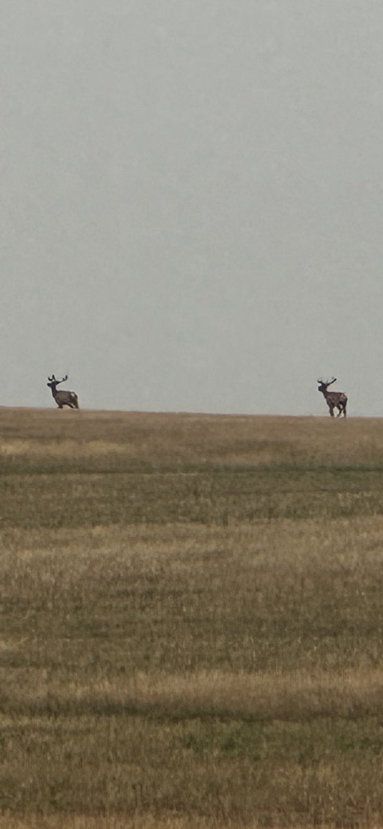 KsBru62's tweet image. Elk!  Something you don’t see very often around here.  My husband spotted them while we were haying.  They were running away by the time I got my camera out so you get to see their backsides.🤣👍Pretty cool though.❤️🇺🇸