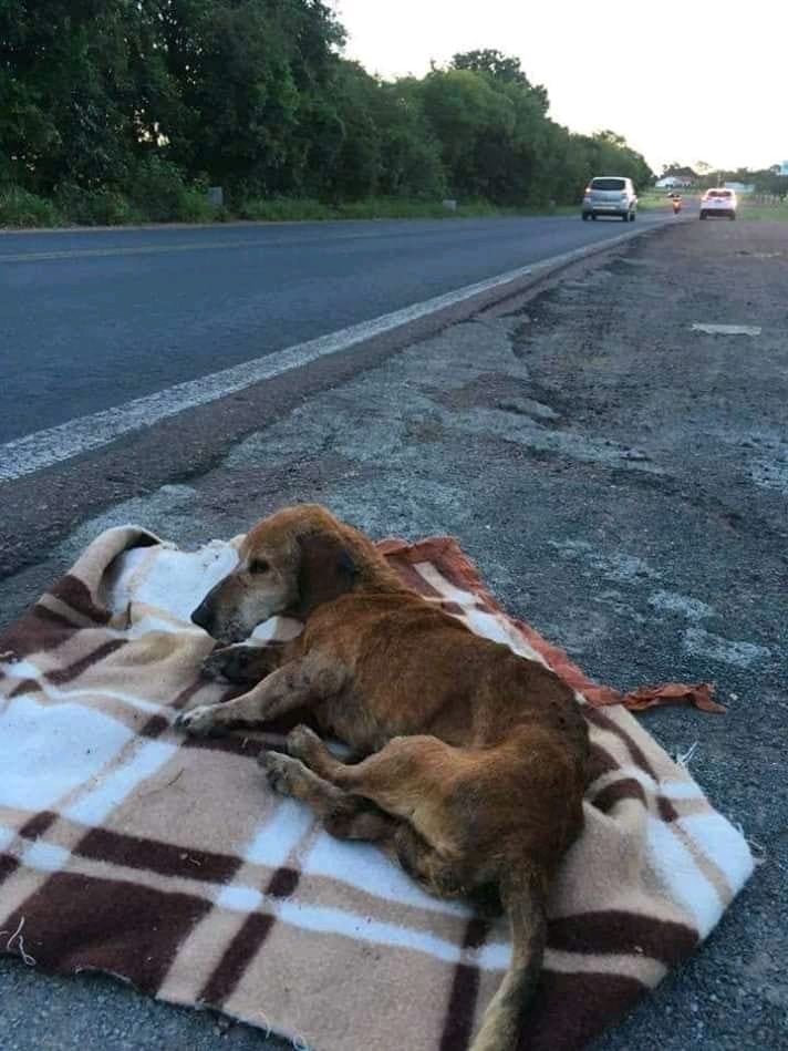 Dalbodog's tweet photo. Don't abandon them, they're too innocent. They'll think you will come back 😢 ❤ 🙏 https://t.co/0aDUEAMUpu