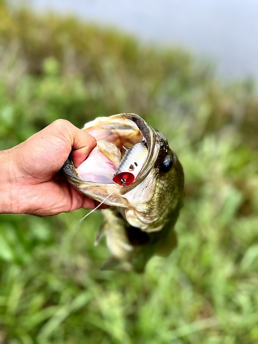 Brenen Thompson tweet media