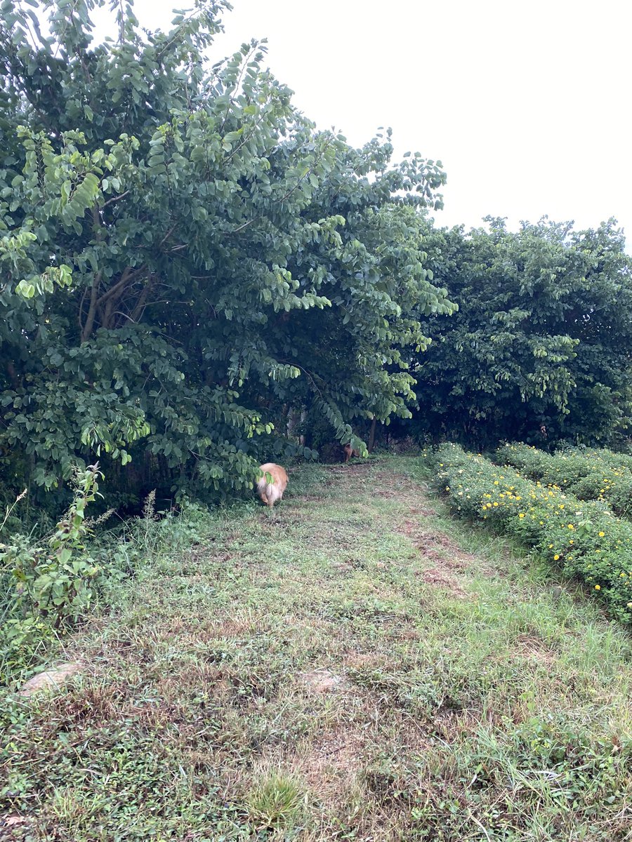 parvathimenon's tweet photo. @Ananth_IRAS - Many shades of #green 😊
#KhetSe #greenery https://t.co/JvLBt9tCyn