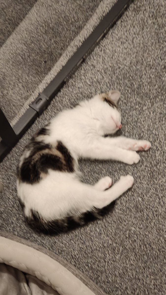 Sloothybean's tweet photo. @ShouldHaveCat https://t.co/LJx1qrG46b