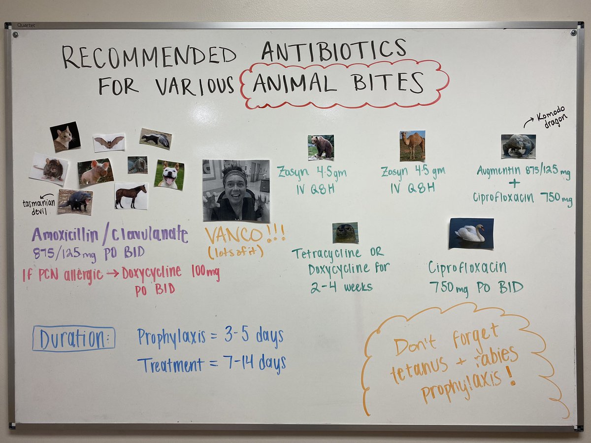 🐴🪿🦭 bite? Oh my! Thanks to our pharmacy student <a href="/dittmarzoe/">zoe dittmar</a> for reviewing Empiric Antibiotic 💊 recs for those “common” animal bites! And to our ED RNs <a href="/MercyOne_Iowa/">MercyOne</a> for the amendment (although I don’t endorse Vanco) 😂 #PharmacyEducationBoard #EMPharmacy