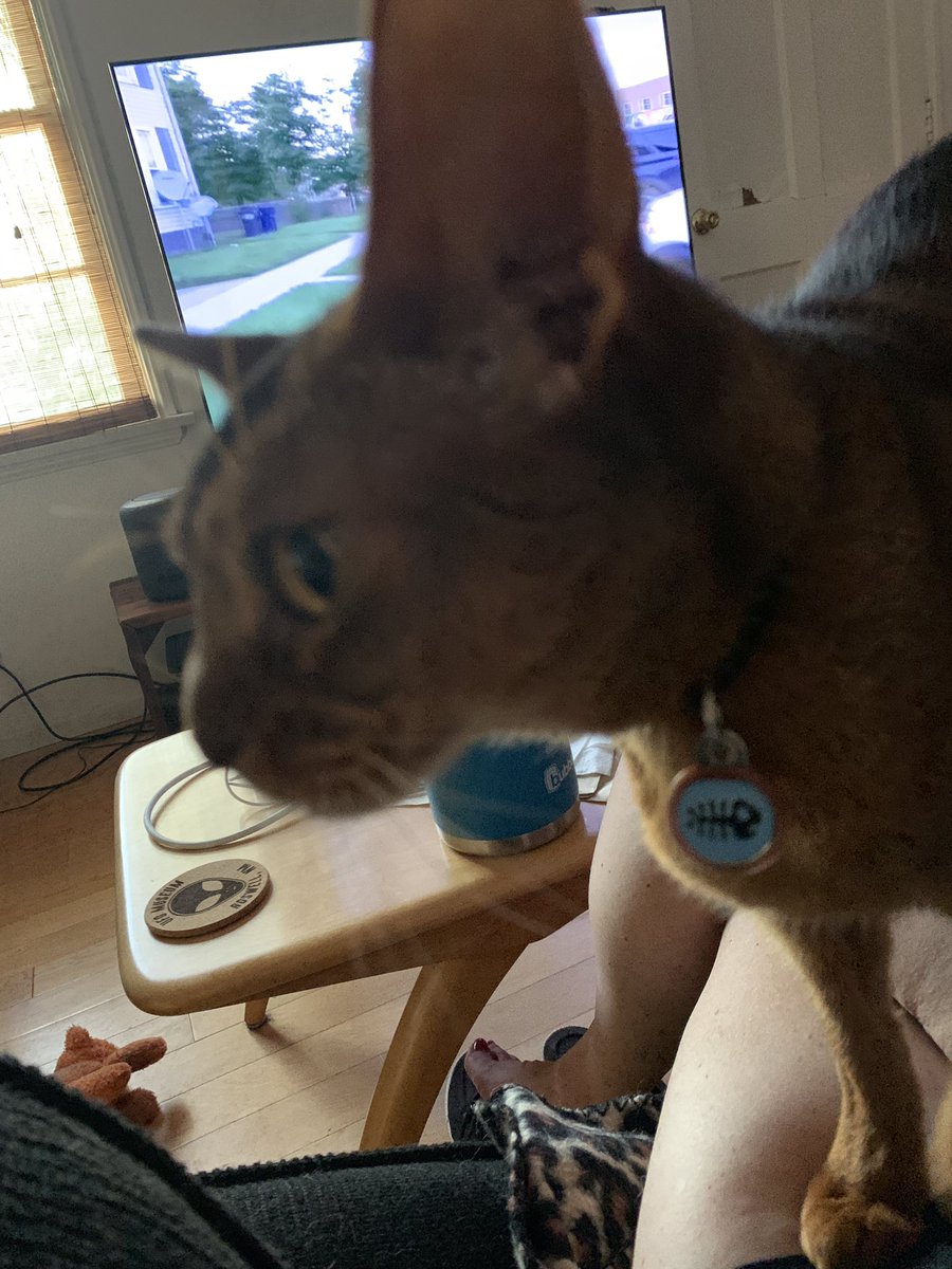 StateLinesXer's tweet photo. Chloe joining the watch party tonight! #CatsOfOPLive #OPLive #OPNation @OfficialOPLive @ReelzChannel @peacock @FreeCastTV https://t.co/jXeuqssiNi