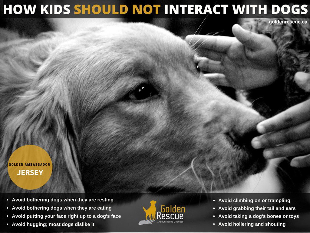GoldenRescue's tweet photo. Please teach your children to respect animals. Stopthe77 has created some great tools to help raise awareness for your whole family. To learn more, please visit their website: https://t.co/L23VSYGENz
#goldenretriever #stopthe77 #awareness #respectyourpet https://t.co/fCwa9yUtUv
