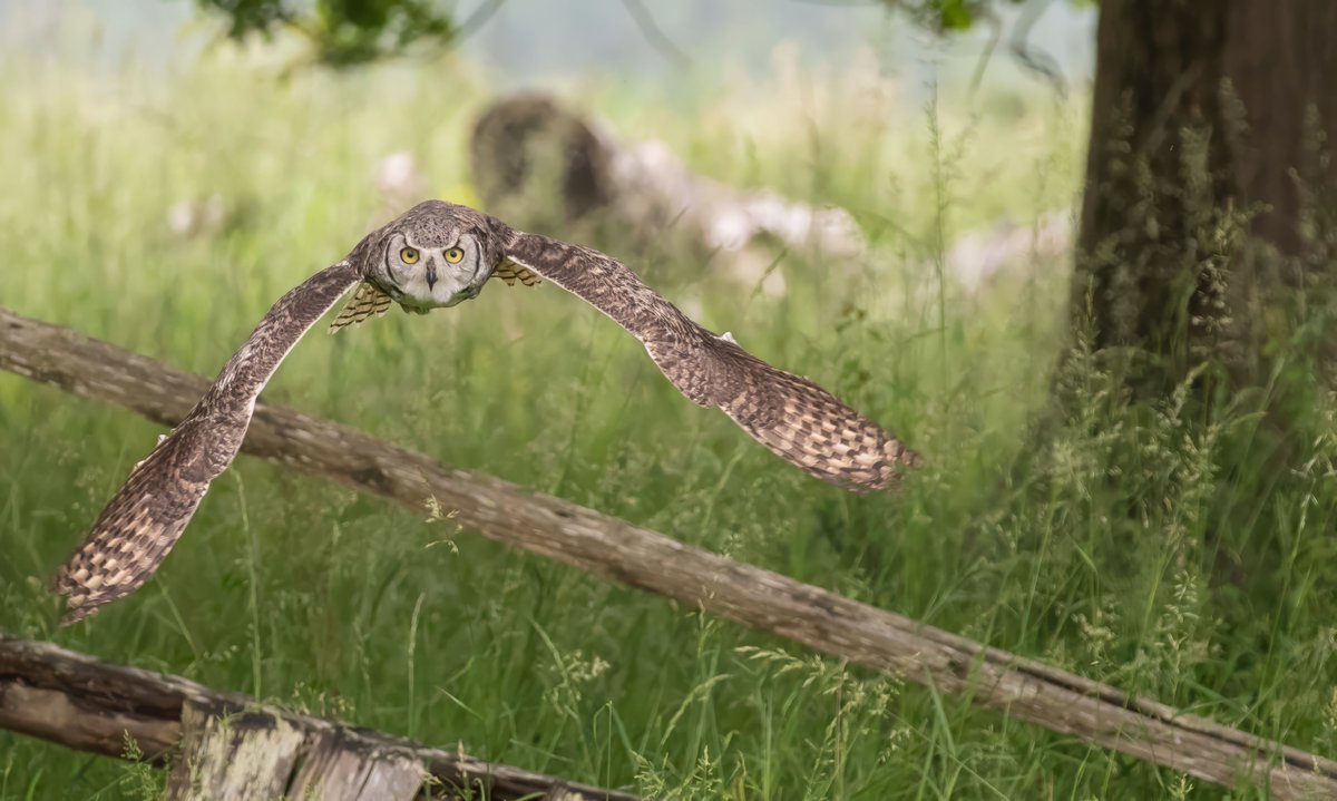 Target Acquired

Great Horned Owl

#wildlife #TwitterNatureCommunity #wildlifephotography #IndiAves #Owl #GreatHornedOwl #birdphotography #bird