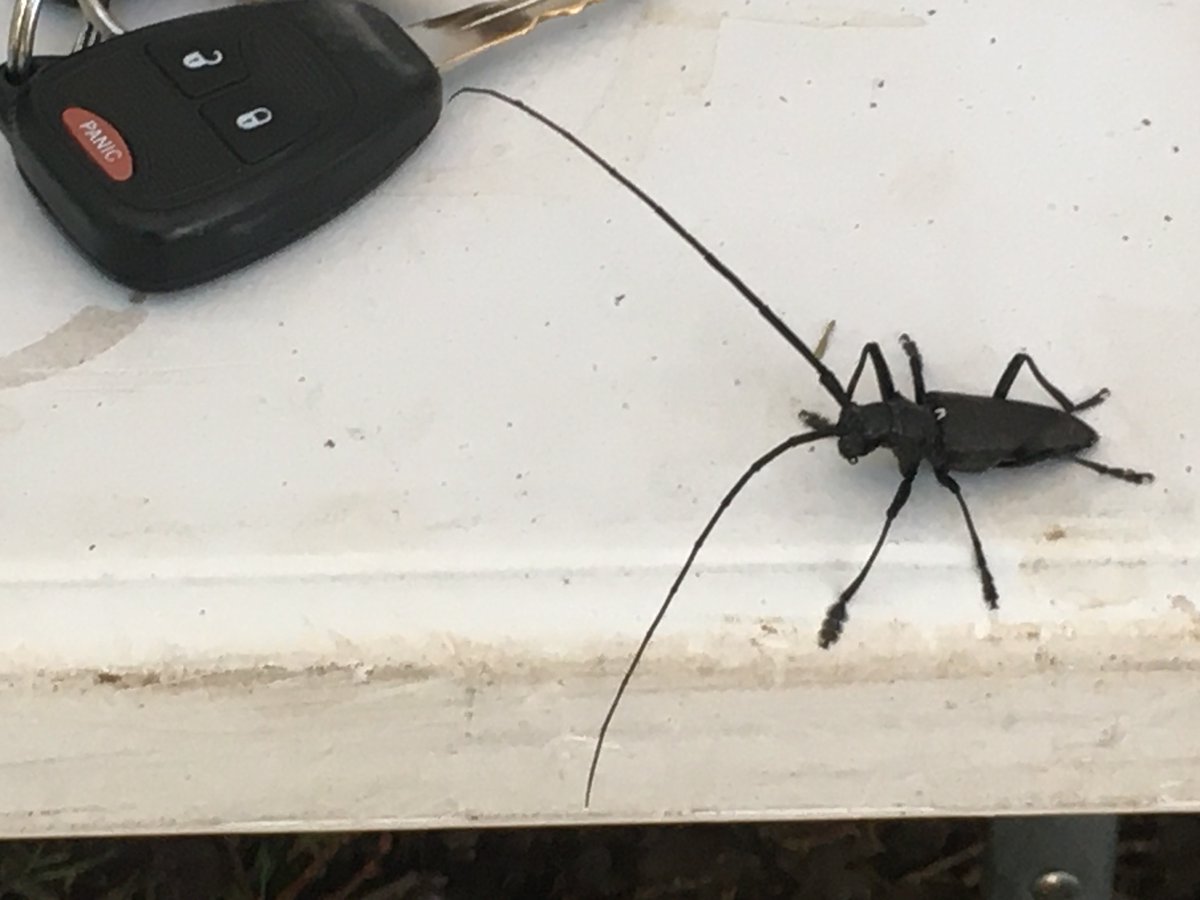 What kind of bug is this? Huge.