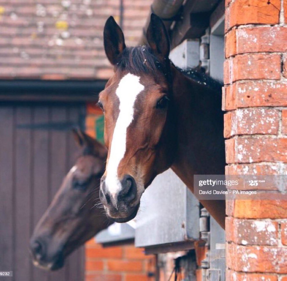 Kauto Star Legend tweet media