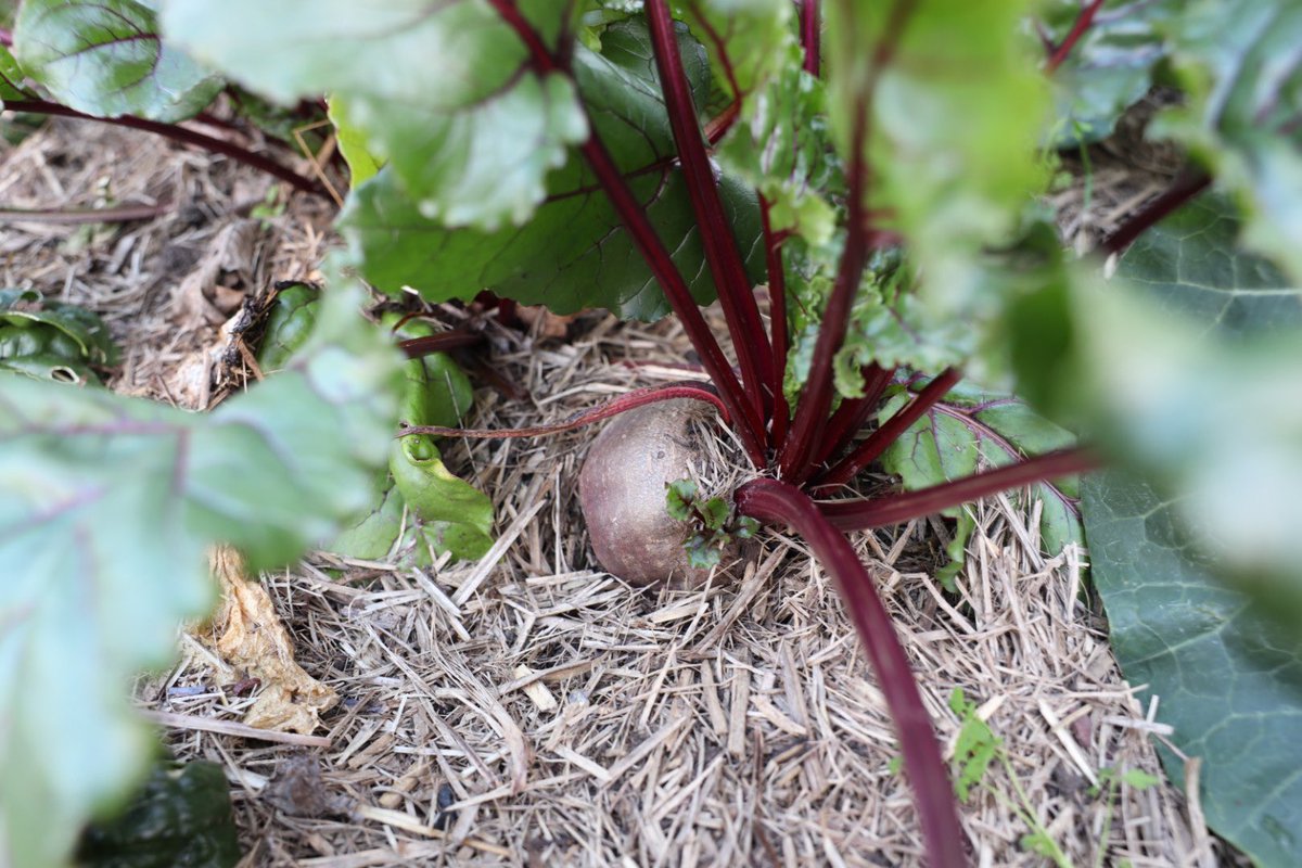 markEnrega's tweet photo. Sunday: Roast chook is planned for tonight. I think roasted beetroot with steamed beetroot greens will be a delicious accompaniment.  #straitfromtgegarden https://t.co/V1yomNUEnm