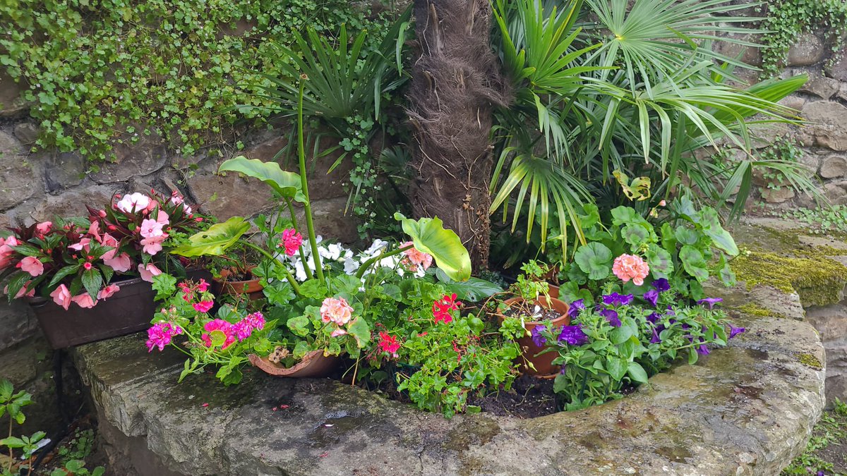 CasonaRuizBusta's tweet photo. Está claro que nos gustan las 🌸🌹🌺🪻🌼☘️ #Alceda https://t.co/QVU5Z9WBje