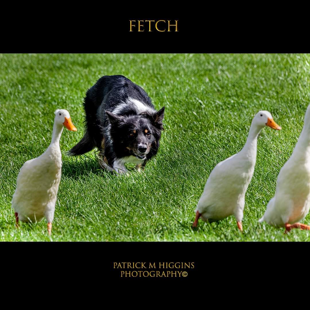 Fetch. @patrickmhiggins #dogphotos #dogsofinstagram #dog #dogphotography #dogs #doglovers #doglover #dogoftheday #doglife