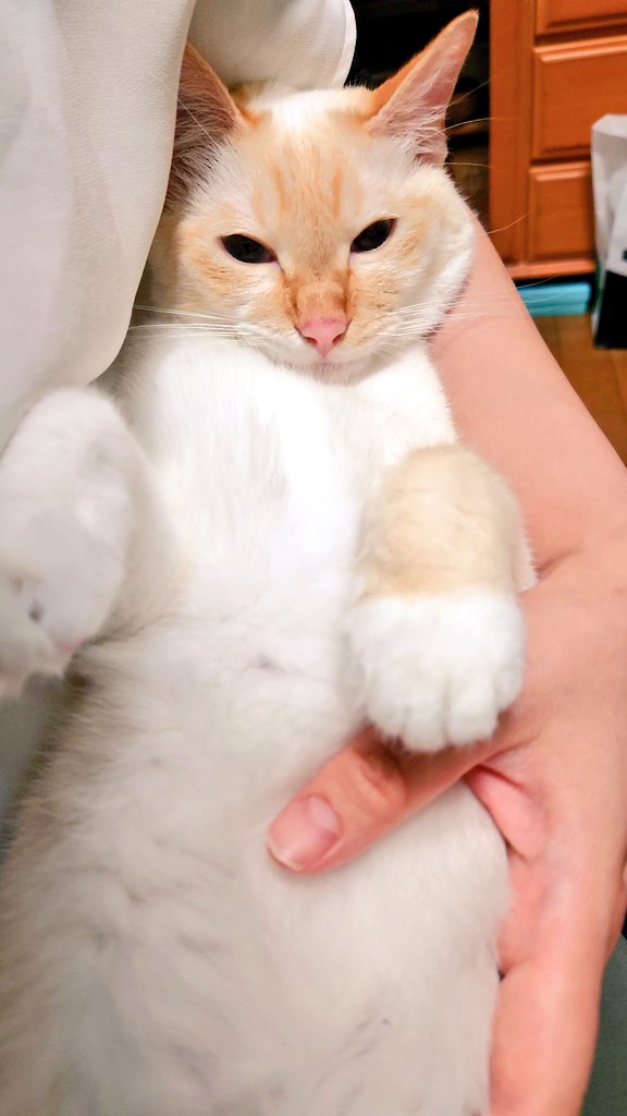ranifuuyuki's tweet photo. 子猫の時からこの抱っこをしていた結果、これで収まるようになってしまいましたが本人は満足そうです…😊

#笹かま猫 https://t.co/3fSfrA0prM