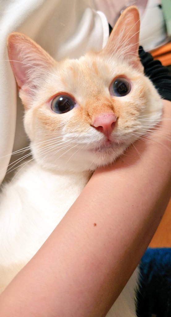 ranifuuyuki's tweet photo. 子猫の時からこの抱っこをしていた結果、これで収まるようになってしまいましたが本人は満足そうです…😊

#笹かま猫 https://t.co/3fSfrA0prM