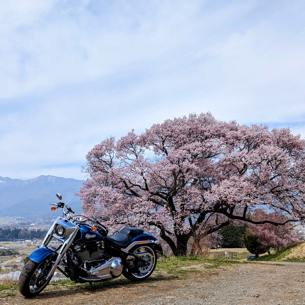 全然更新してませんが、去年にシャドウ400から新車の2022年式FatBoy114に乗り換えました！そろそろ真面目にYouTubeを投稿します！いいねくださいｗ

#FatBoy114
#納車
#ファットボーイ
#harleydavidson 
#ハーレーダビッドソン 
#バイク好きと繋がりたい 
#バイクのある風景 
#バイクのある生活