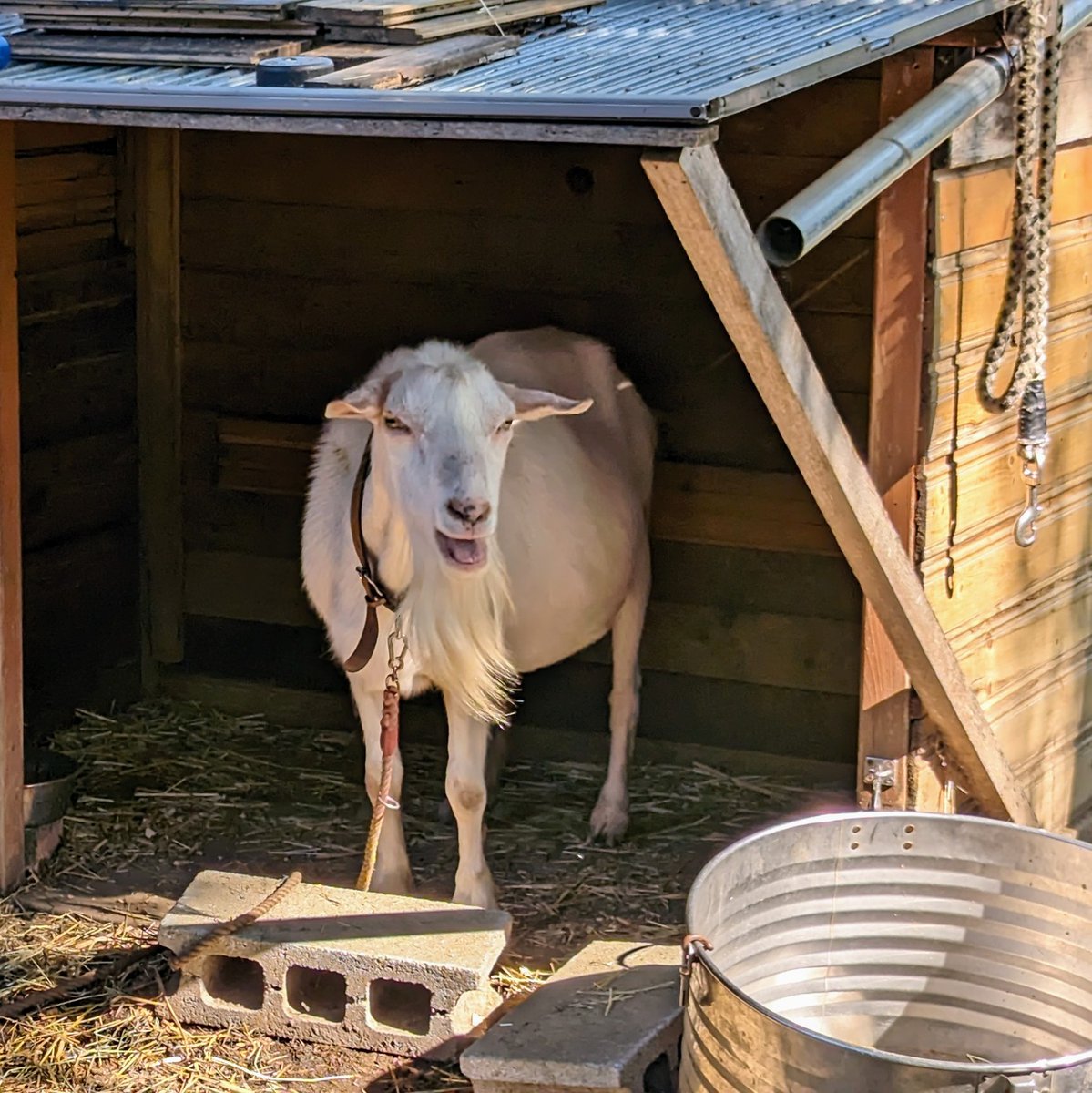 tami_frd's tweet image. おはようヘルマさん
#ときたまひみつきち
#COMORIVER #コモリバ