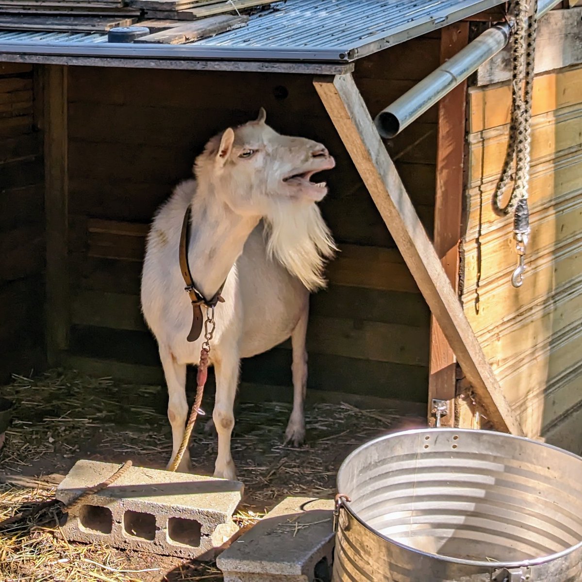 tami_frd's tweet image. おはようヘルマさん
#ときたまひみつきち
#COMORIVER #コモリバ