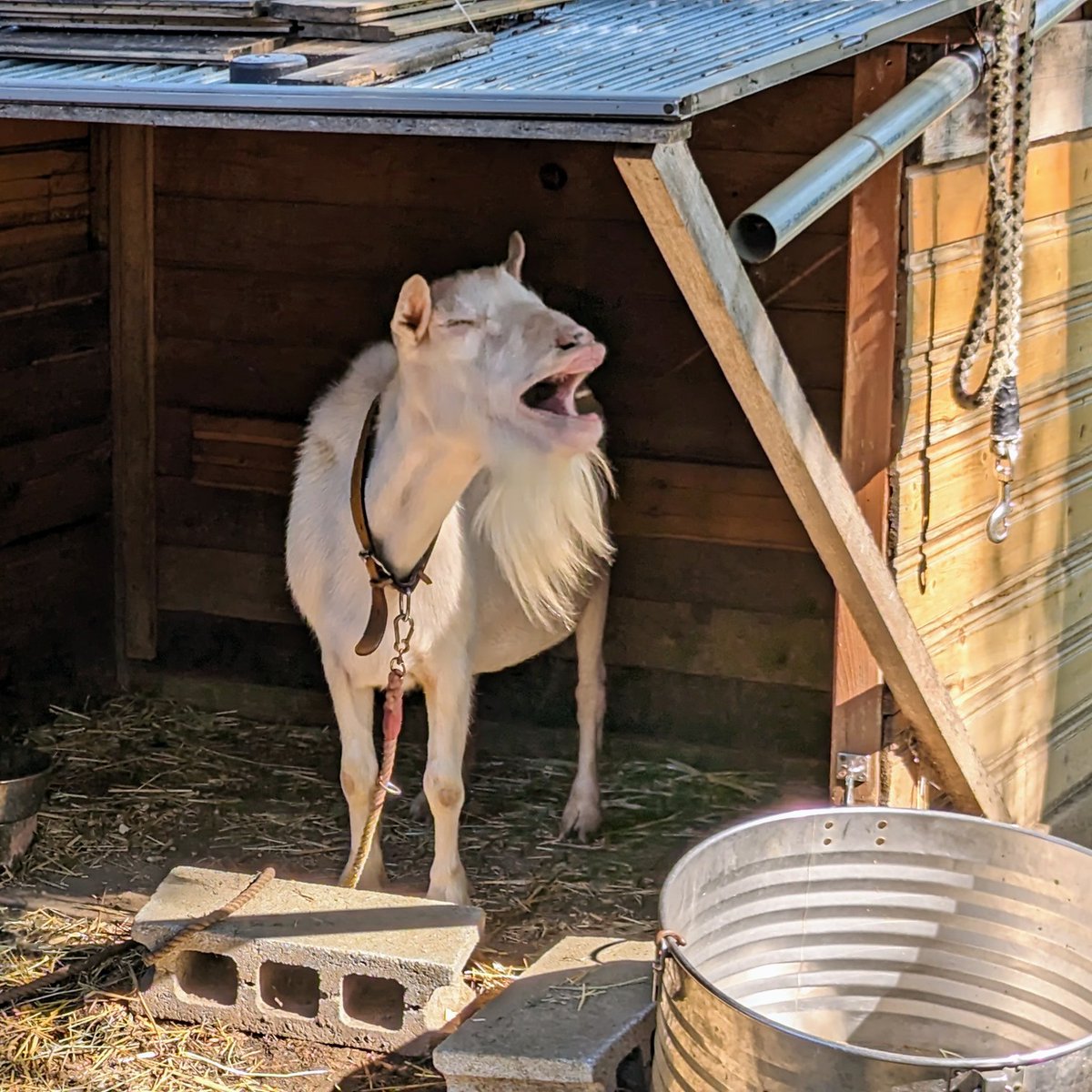 tami_frd's tweet image. おはようヘルマさん
#ときたまひみつきち
#COMORIVER #コモリバ