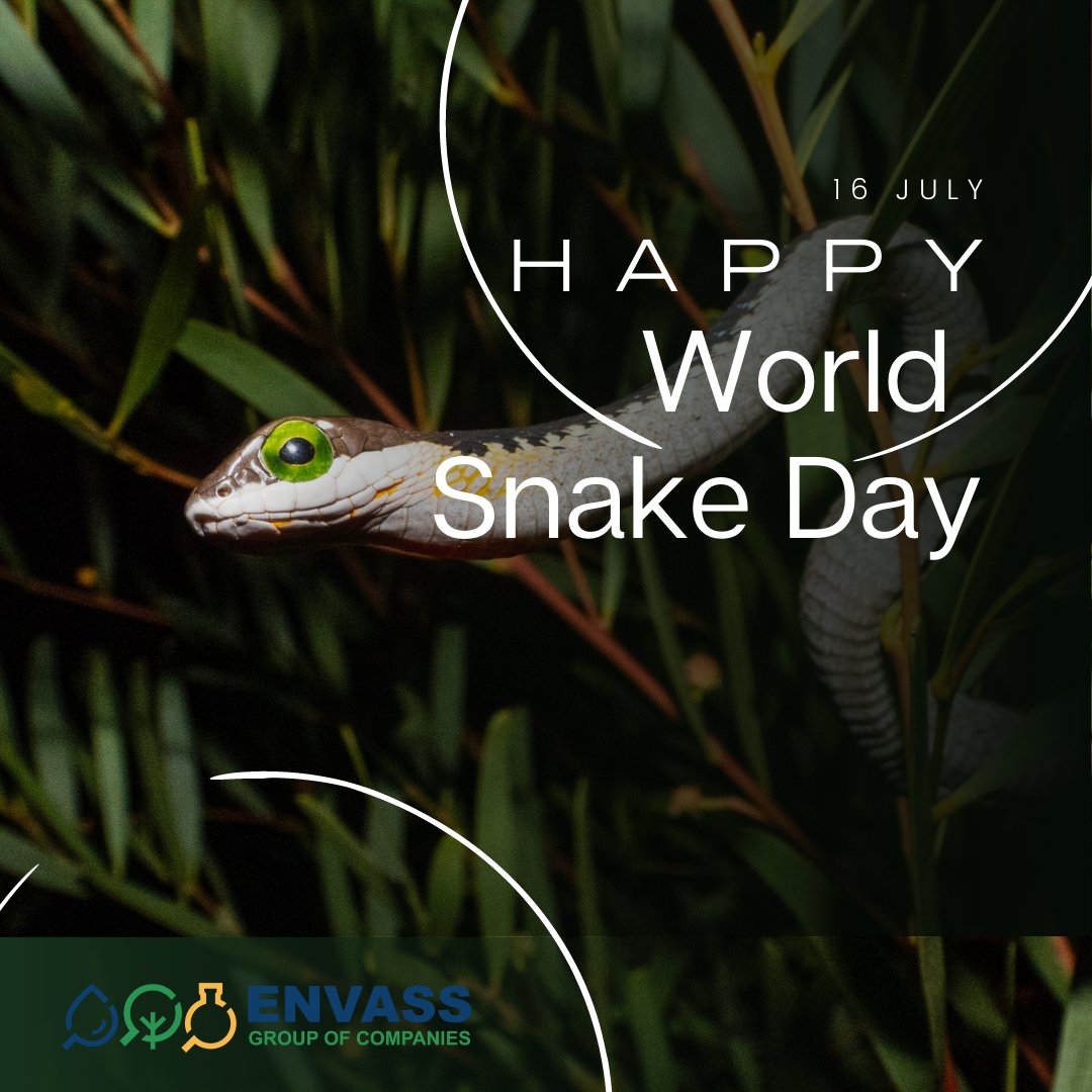 🐍 Happy World Snake Day! 🌍🐍

Join us in spreading awareness and celebrating the magnificence of snakes on this World Snake Day! 🌿🐍💚

#WorldSnakeDay #SnakeConservation #AppreciateSnakes #BiodiversityMatters #ProtectOurEcosystems
