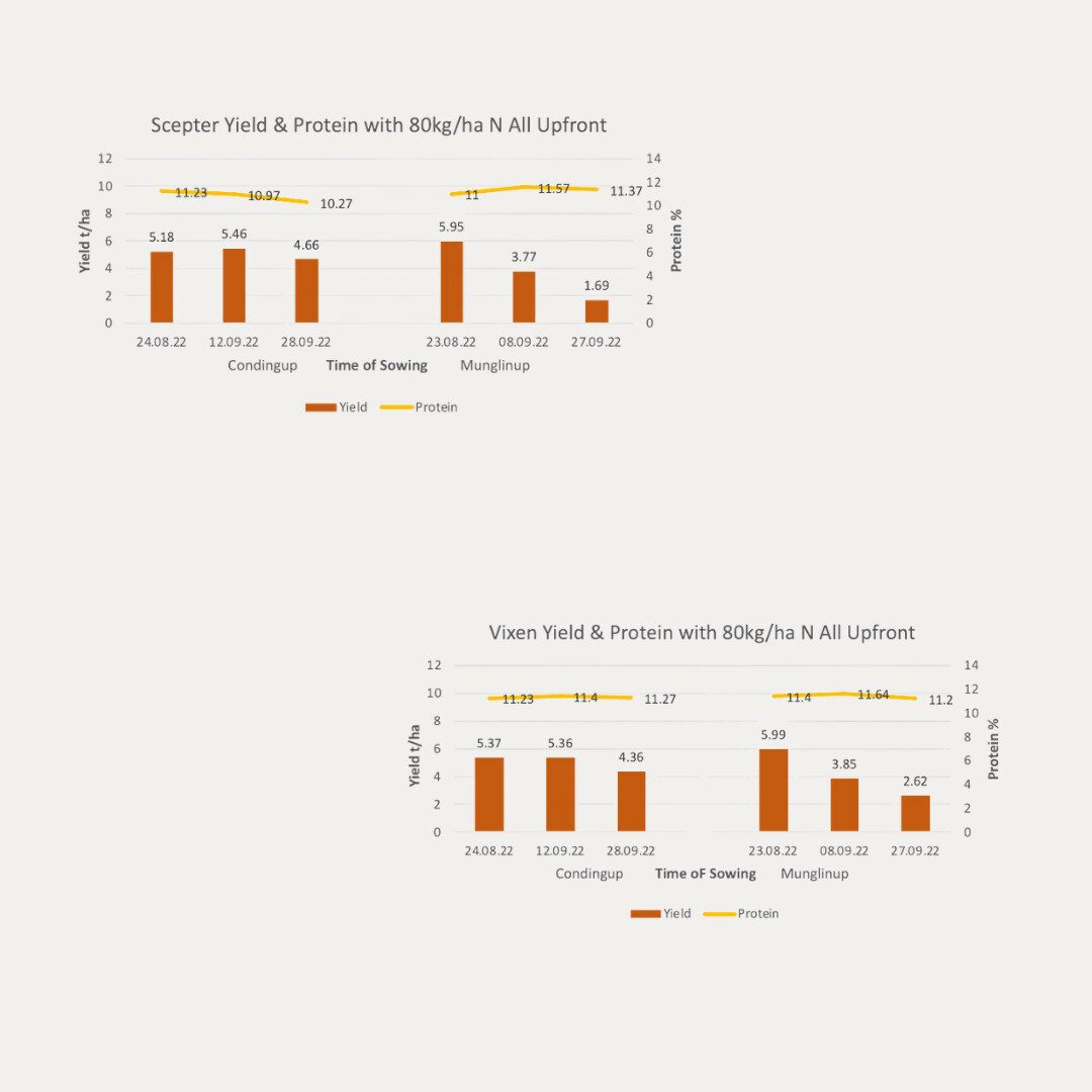 SEPWA_ag's tweet image. Is waterlogging causing issues for you? Look at the outcomes from last year&apos;s GRDC investment into late cereal sowing near Condingup and Munglinup. #WheatSowing #WaterloggingIssues #GRDCInvestment