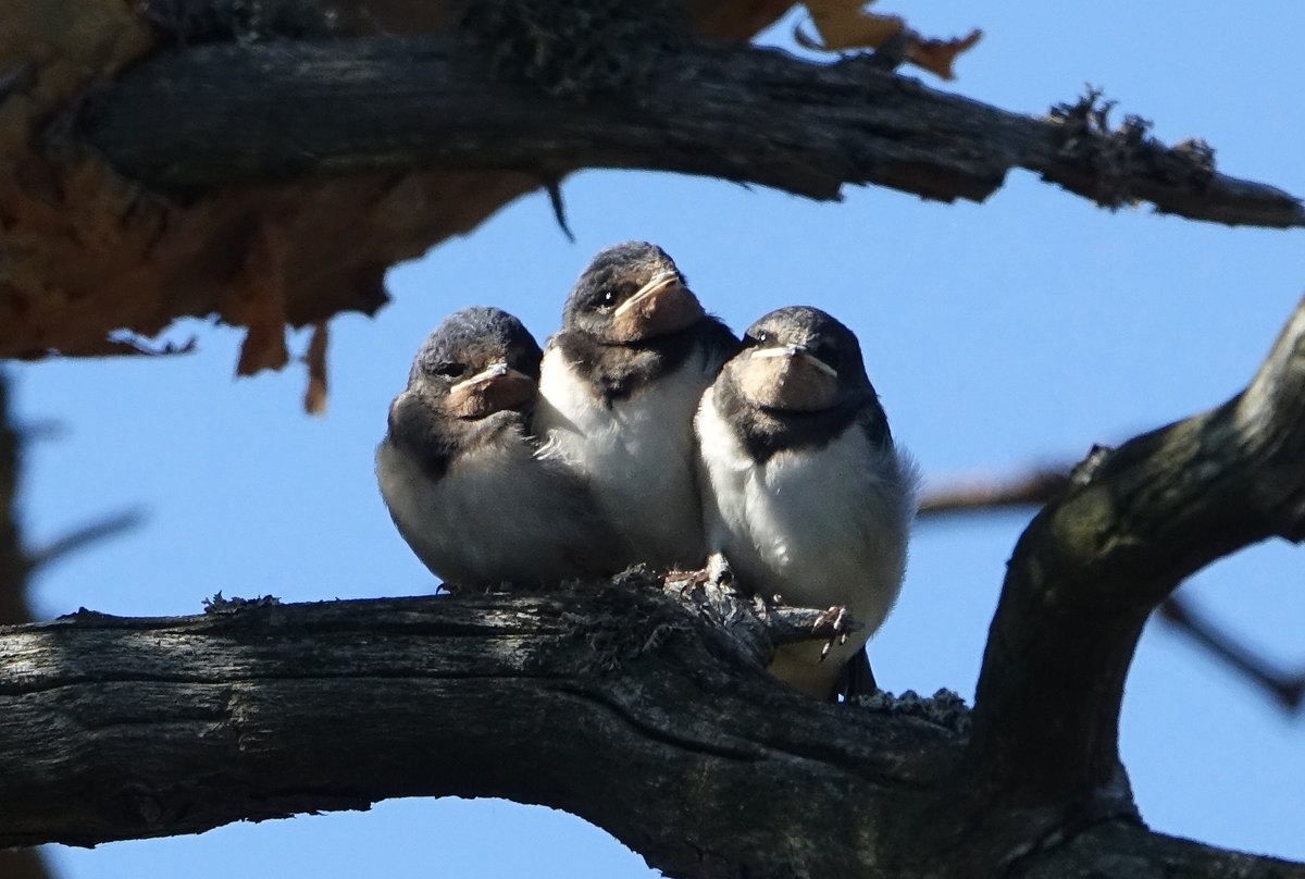 psuurone's tweet photo. Pääskysen poikaset odottavat rauhallisina oksalla, että emo tuo syötävää. Mikäpä siinä on ollessa. --- Young swallows are calmly waiting on a branch for the mother to bring them something to eat. #pääskynen #poikaset #swallow #youngters #archipelago #HitisSkärgård https://t.co/JwGLwROD9F