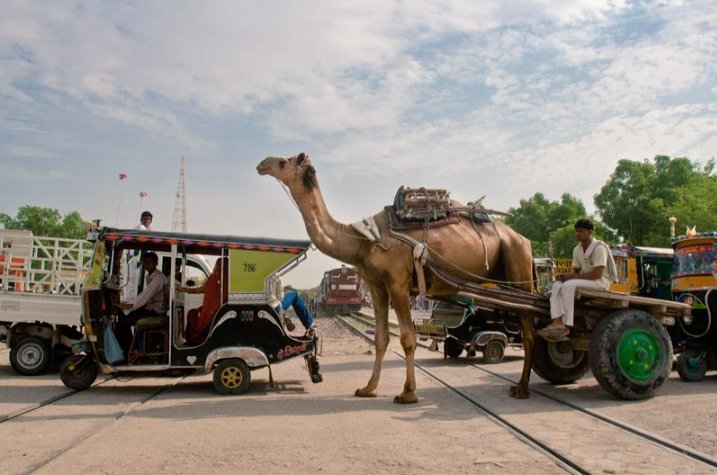 ट्रैफिक जाम में फंसा ऊंटगाड़ा #CamelCart

#Photo #camel #Railway  #Sardarshahar #Rajasthan