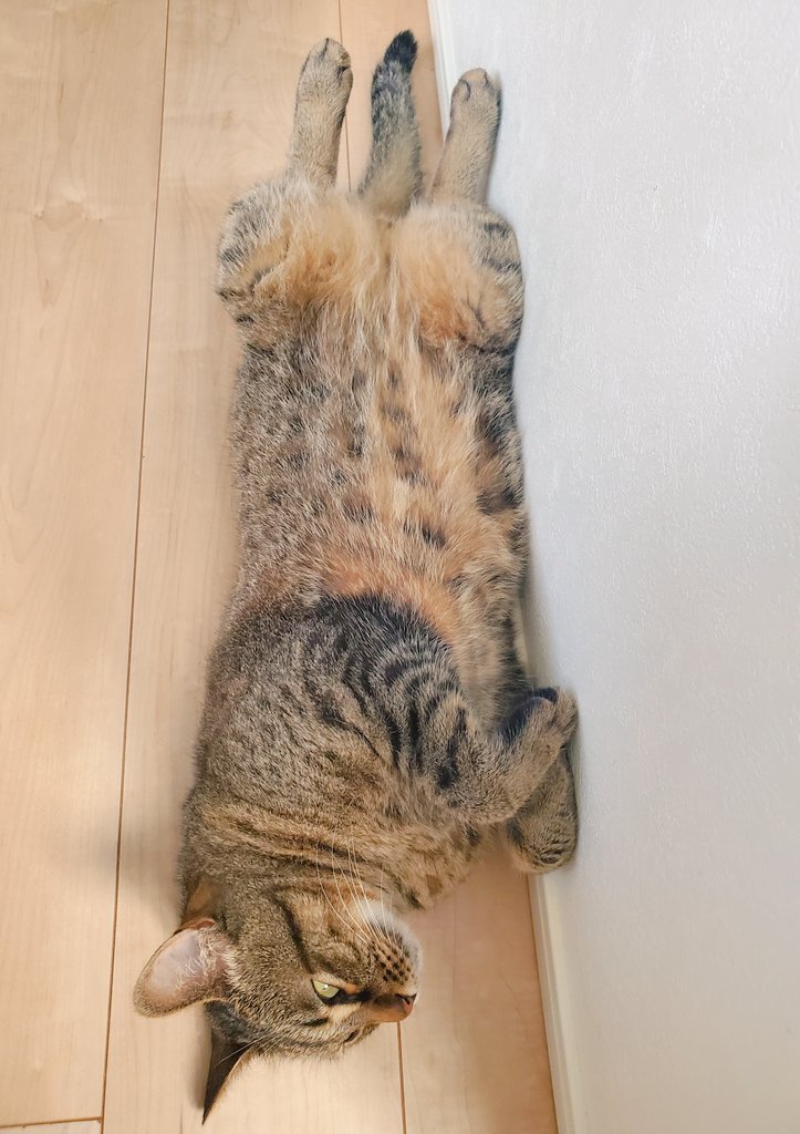 ankina0614's tweet photo. 控えめな開き  ฅ^•ω•^ฅ
 #猫  #猫のいる暮らし
 #猫好きさんと繋がりたい https://t.co/nxtfgnogE5