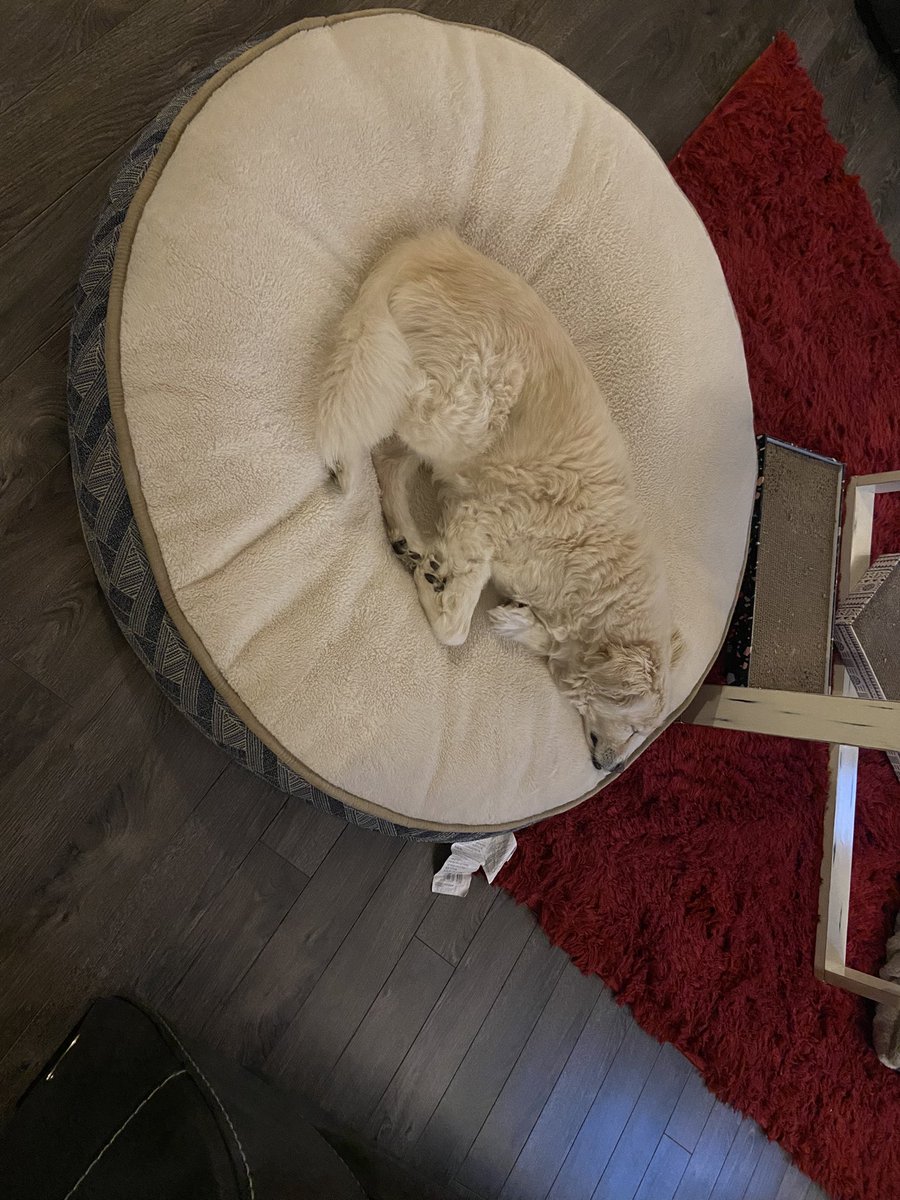 rogerapage's tweet image. That game earned the elder #DirtyB a nap .