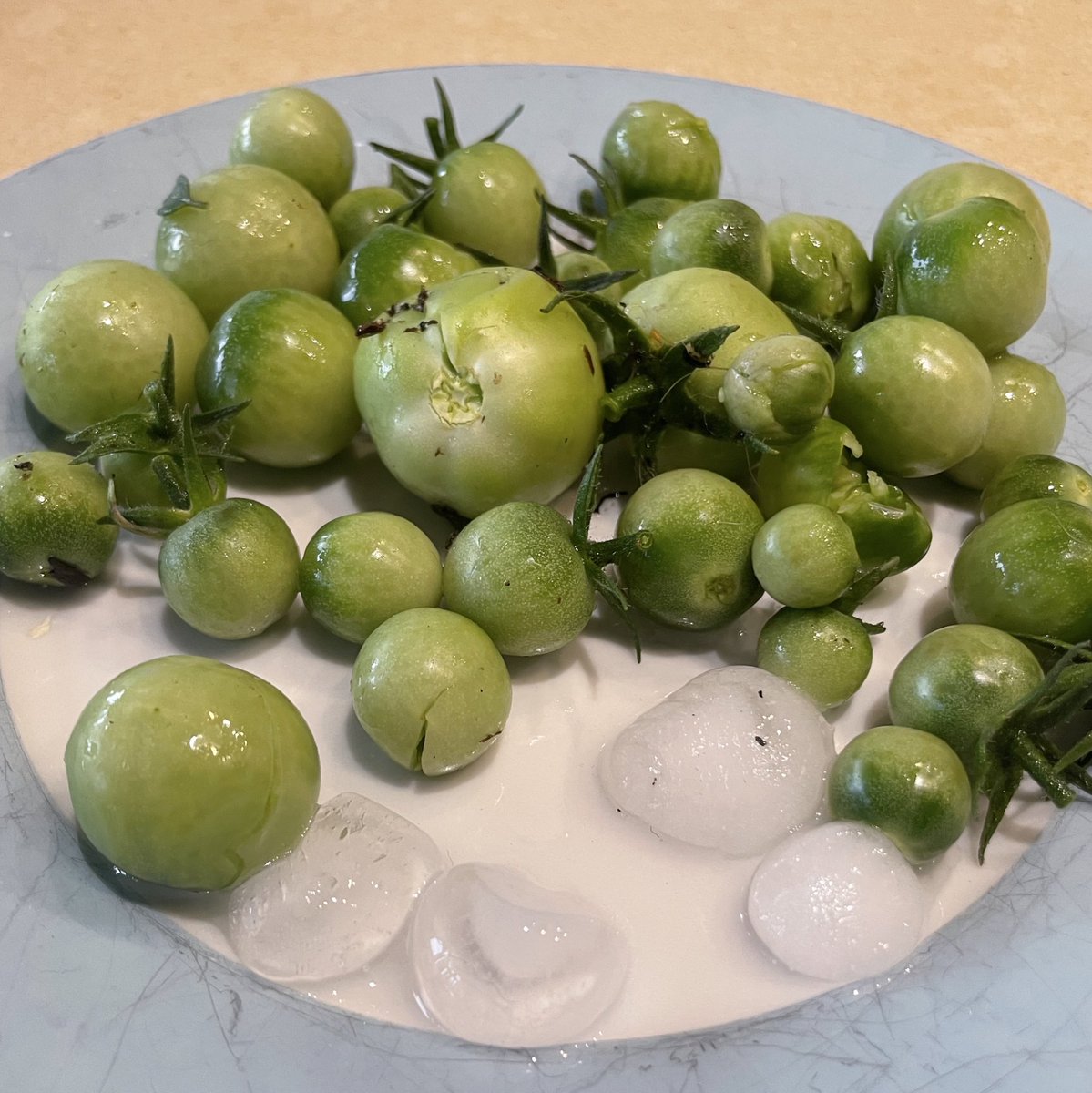 Elsbeth Mehrer tweet media