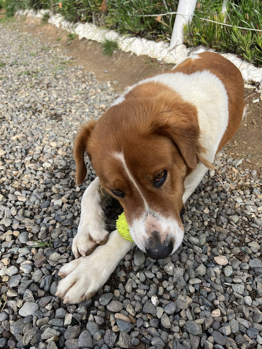Ayuda porfa no se si conocen a algún grupo de animalistas en san antonio o el tabo. Hay un perrito comunitario que fue amenazado de muerte en un pasaje en el tabo (sector de la muni) por extranjeros y estoy buscando resguardo para el. Es muy dócil  <a href="/carolinapinoc/">Caro 🌲 C.</a> <a href="/Kristian_Mella/">Que harás con tu libertad? Salvarlos a ellos 🐱🐶</a>