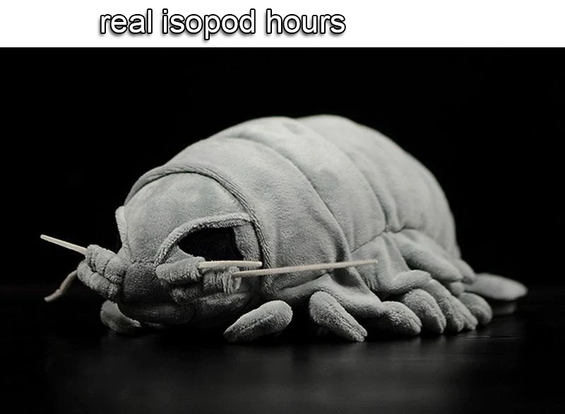 IsopodBot's tweet image. It's real isopod hours