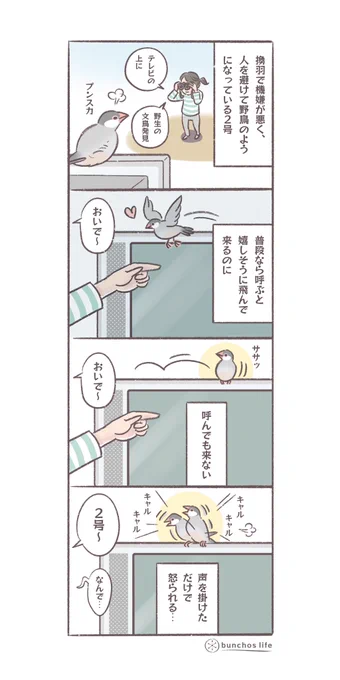 換羽で荒れまくり2号…声を掛けただけで怒られる😢
#文鳥 
#4コマ漫画 

*過去作ダウンロードできます!(固定ツイート参照) 