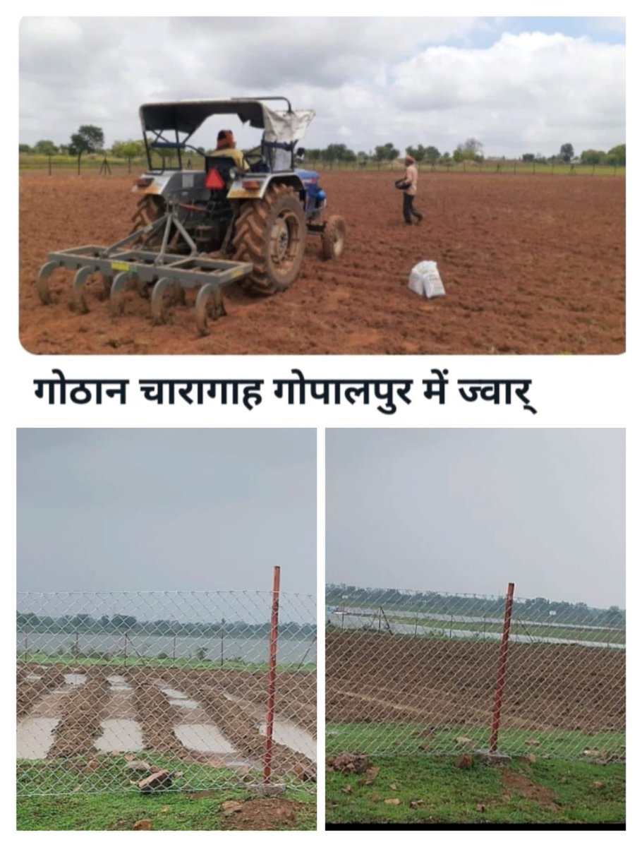 IASTripathiCG's tweet photo. गोठान ग्राम गोपालपुर में ज्वार रोपण एवं गोठान ग्राम जोरातराई में हरेली तिहार के उपलक्ष्य में नेपियर रोपण हेतु तैयारी #VeterinaryActivities #Hareli #Charagaah @RajnandgaonDist @Dept_of_AHD @VibhagCg @ChhattisgarhCMO @RChoubeyCG @KPSingh_IAS #Gauthaan https://t.co/eX1cSkWK2N