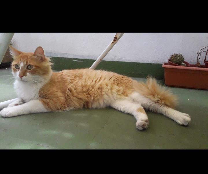 AgusFarias12's tweet photo. Gente de mar del plata se perdió mi gato Mamba por la zona de Matheu y La Rioja si alguno tiene algún dato o algo que se comunique al 2235835546 o por MD. 
No es un gato que salía mucho por ahí se perdió y lo puede tener alguien.

Cualquier dato o lo que sea sirve muchas gracias https://t.co/7fC840BpER