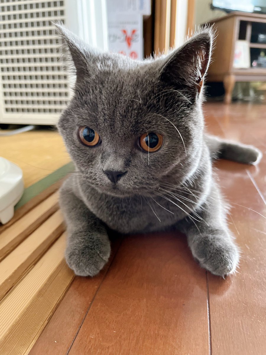 tkmx_FTA's tweet photo. パパとうんどうしたあと
きゅうけいしてるむうちゃん
可愛いから見て😍 https://t.co/8mWPGKomly