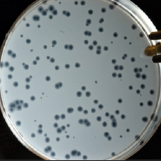 NikoMcCarty's tweet photo. Day 4 of synthetic biology papers.

“Chemical Synthesis of Poliovirus cDNA: Generation of Infectious Virus in the Absence of Natural Template” (2002)

“Refactoring bacteriophage T7” (2005)

The early days of genome synthesis. Why tweak organisms when you can build them anew?

***

It is fun to write these tweets, both because it forces me to sit down and type words every day, and because I get to revisit old papers. I think this second reason is especially important because it makes me realize how far we've come in some respects, and how little the field has moved in others.

Yesterday, I talked about early examples of synthetic gene circuits — the represillator and toggle switch. Both of those papers were published in Nature in early 2000. In just a few years, though, the field went from building little "toy circuits" to reimagining entire genomes.

***
In 1970, Har Ghobind Khorana, Marvin Caruthers, and others became the first to build an entire gene in a test tube. It encoded alanine transfer RNA, a molecule that carries alanine amino acids to the ribosome for protein synthesis. The gene was just 77 nucleotides in length, but it took several years to make. (https://t.co/aHNUuNjL0s)

Scaling this feat by 100x would take another three decades.

In 2002, researchers at SUNY in Stony Brook, New York, became the first to synthesize an entire poliovirus genome in a test tube. This viral genome is composed of 7,500 nucleotides, arranged as a single strand of RNA. (https://t.co/wIXrXWbzN8)

To create the virus, a DNA sequence encoding the full RNA genome was first made in a test tube by stitching together lots of short pieces of DNA. Synthetic DNA was next transcribed into RNA using an enzyme.
(Great essay from the lead author: https://t.co/ZXAMNQ7YBV)

The researchers then placed the viral genome into a cell-free extract — basically, the inner guts of cells — and watched it produce infectious poliovirus particles. 

"POLIO VIRUS CREATED IN TEST TUBE," declared the Los Angeles Times in a news story that asserted "the grim prospect that bioterrorists could eventually create their own virulent diseases in test tubes." (See: https://t.co/po4mmtjhnL and Figure 1, from The New York Times.)

But was this achievement really so surprising? If you build a genome identical to one found in nature — atom-by-atom — then of course the thing is gonna boot up and start making viruses.

The real goal for synthetic biologists, of course, is not merely to recreate what already exists in nature, but to try and create something different; something better. 

Early steps toward this grander ambition were first achieved in 2005, when a team of biologists at MIT replaced about half of the bacteriophage T7 genome — a type of virus that infects bacteria — with a modified, synthetic version. (https://t.co/0BMpV4VnGx)

The T7 genome is about 40,000 base pairs in length, and 11,515 of these bases were replaced with synthetic DNA. This was done for two reasons:

1. To prove that you can engineer genomes and still make a working virus, and..
2. To make bacteriophage T7 easier to work with.

The synthetic DNA carried additional "cut" sites between each gene, which would make it easier to replace genes in bacteriophage T7 for future lab studies. These modified phages were still able to infect bacteria (see Figure 2).

A seminal moment in synthetic biology, this paper experimentally proved, for the first time, that "the genomes encoding natural biological systems can be systematically redesigned and built anew in service of scientific understanding or human intention." 

Thanks for reading.